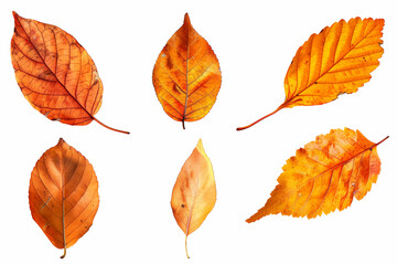 Five different orange leaves
