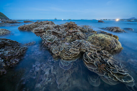 Dry coral reef at dusk