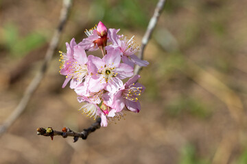 Flor de cerejeira. Sakura
