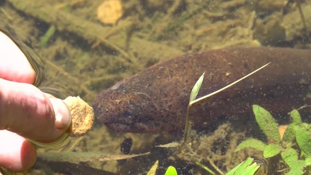 Mussum, peixe que habita lagos, c&oacute;rregos, brejos, o formato do seu corpo lembra uma cobra, sendo alimentado na boca.