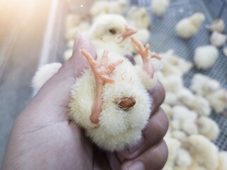 the condition of the new born chickens was not good during the selection process.