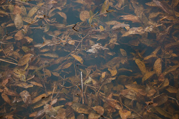 Brown leaves in water