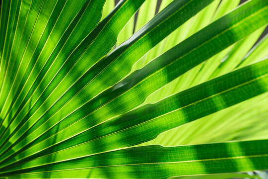 Palm leaf with shadows