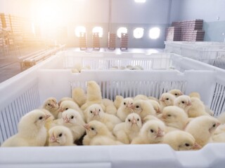 Chicken in basket day old chick new born on the broiler farm hatchery productivity. © Suranto