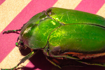 Mayate escarabajo verde de junio o pipiol
