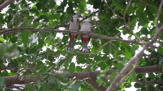 Bulbul de bigode vermelho, ou bulbul com crista, nativa da &Aacute;sia,  fam&iacute;lia bulbul., encontrado principalmente na &Aacute;sia tropical. 