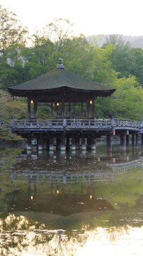 [Vertical video] Nara Time lapse -  Sunrise of Ukimido sagiike pond Nara park
