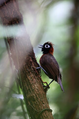 The chestnut-crested antbird (Rhegmatorhina cristata) is a species of bird in subfamily Thamnophilinae of family Thamnophilidae. This photo was taken in Colombia.