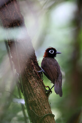 The chestnut-crested antbird (Rhegmatorhina cristata) is a species of bird in subfamily Thamnophilinae of family Thamnophilidae. This photo was taken in Colombia.