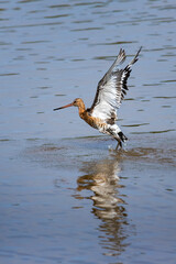 Black-tailed godwit