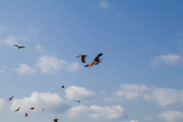 Sea Eagles flying on blue sky over the mangrove of Chantaburi in Thailand. Tourist attraction. Travel destination.