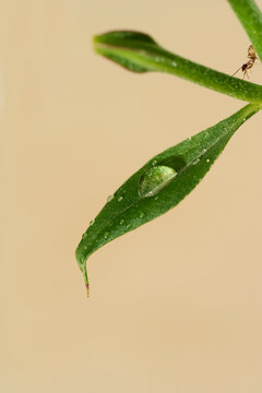 Macro of ant crawling on leaf with water droplet