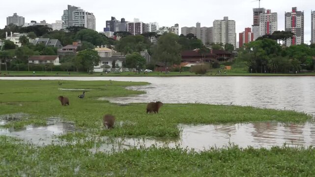 Filhotes de capivara nas margens do lago do Parque Barigui, parque p&uacute;blico de Curitiba, estado do paran&aacute;, sul do Brasil