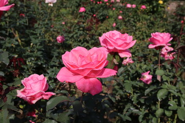 秋の薔薇。芳純。