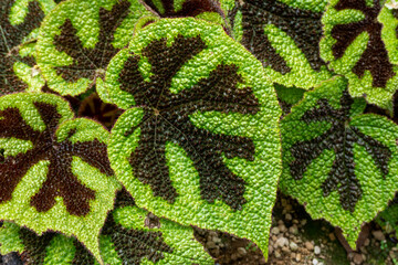Close-up of a highly textured leaf