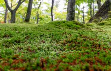 Close-up of ground moss in a garden in Japan