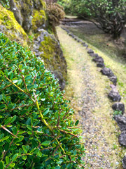 Close-up of small leafed shrub in the foreground of a rock-lined trail leading away in the background