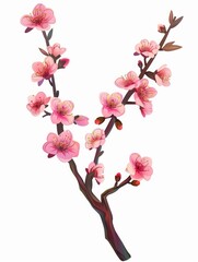 Fototapeta premium Delicate pink flowers on a branch isolated on white.