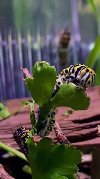 Black Swallowtail Butterfly Caterpillar (thrid instar) Closeup Video Eating Fresh Parsley.