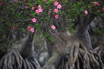 Adenium Obesum (Mock Azalea, Desert Rose, Impala Lily, Pink Bigmonia, Salsi Star) 
Suan Nong Nooch Tropical Garden Pattaya, Thailand. 