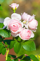 Delicate flowering of the bush perennial rose "Cinderella" in a summer country garden.