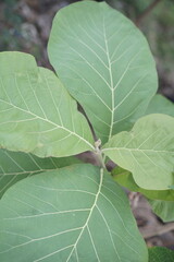 Javanese Teak Leaves Tree - Daun Jati Jawa