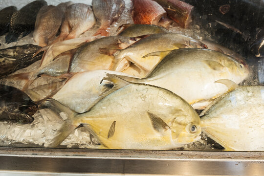 Pompano at Fish Market in Chinatown, Hawaii