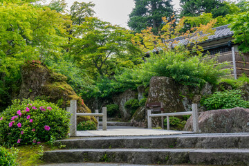 Stone steps leading into a lush Japanese botanical garden