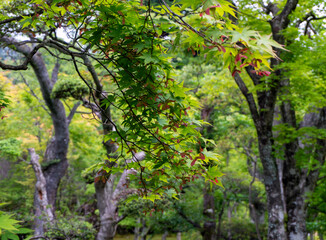 Close-up of hanging branch and leaves with lush green trees in the background