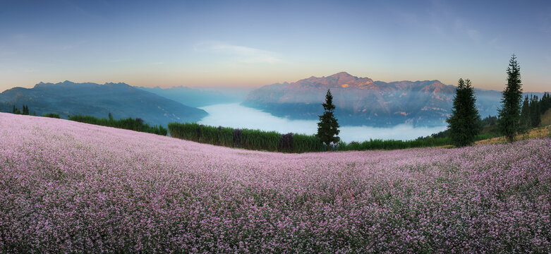 View of the buckwheat flower field in autumn