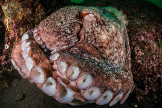 North Pacific Giant Octopus