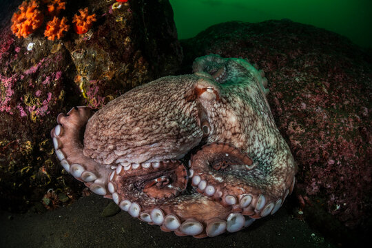 North Pacific Giant Octopus