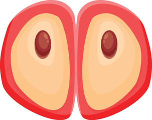 Red apple cut in half showing seeds inside on white background