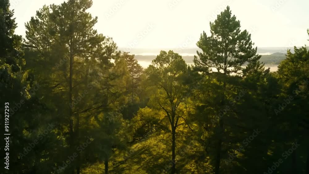Poster morning sunlight filtering through trees in serene forest generative ai