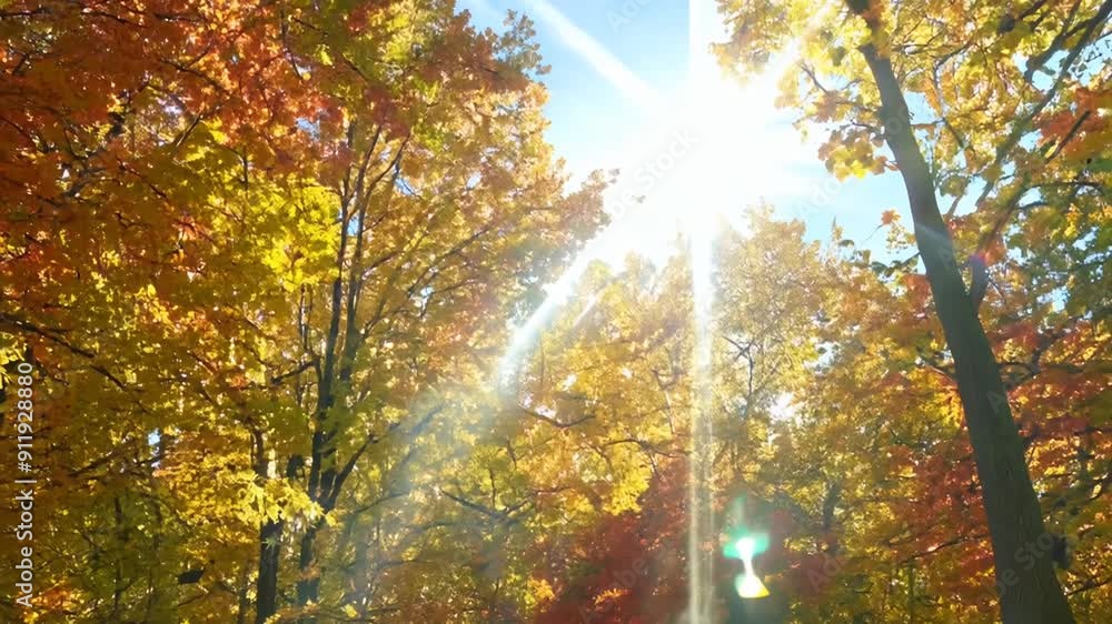 Poster autumn foliage with sunlight in a forest setting generative ai
