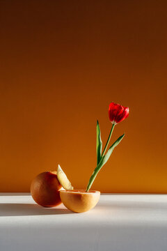Still life with grapefruit and tulip 