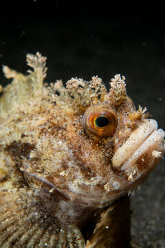 Fringed blenny