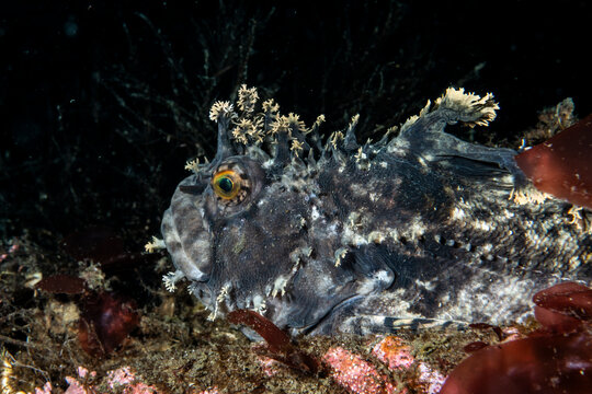Fringed blenny