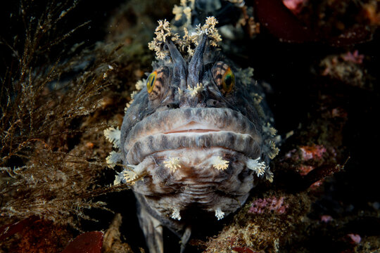 Fringed blenny