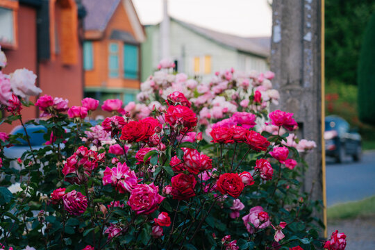 Bright pink and fuscia roses