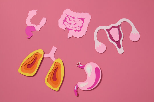 Colorful Paper Art of Human Organs on Pink Background