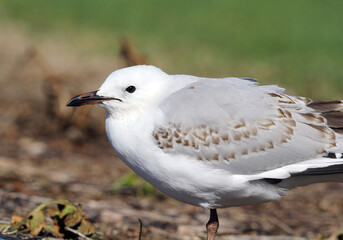 Juvenile silver gull seagull bird close-up portrait