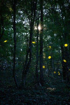 Fireflies in forest