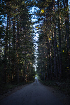 Moonlight forest road