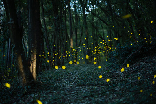 Fireflies in forest