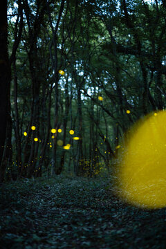 Fireflies in forest