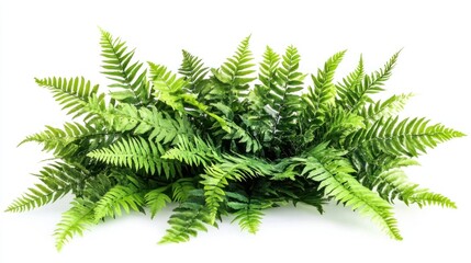 Naklejka premium Green Fern Fronds on White Background