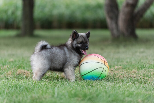 Keeshond puppy