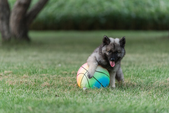 Keeshond puppy