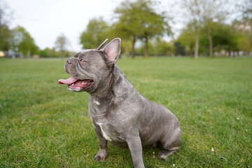 A cheeky grey french bulldog playing in the park